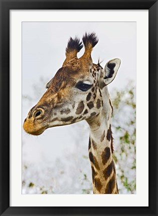 Framed Maasai Giraffe Feeding, Maasai Mara, Kenya Print