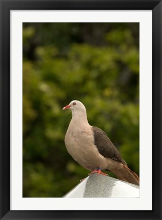 Framed Mauritius, Black River Gorges, Pink pigeon bird Print