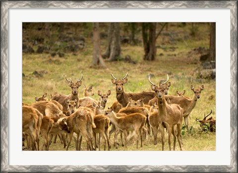 Framed Mauritius, Java deer wildlife Print