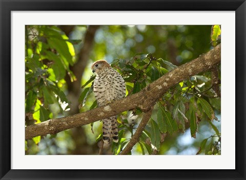 Framed Mauritius, Kestrel bird Print