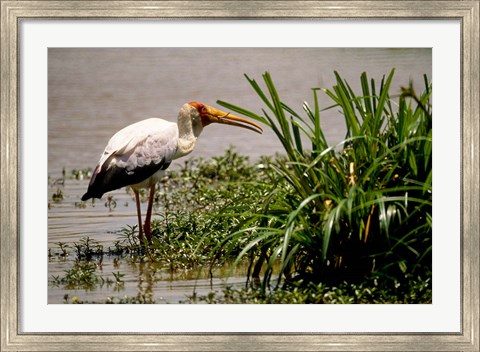 Framed Kenya. Masai Mara, Yellowbilled stork bird Print