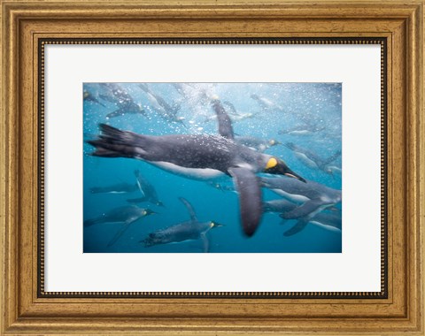 Framed King Penguins Swimming in Right Whale Bay, South Georgia Island, Sub-Antarctica Print