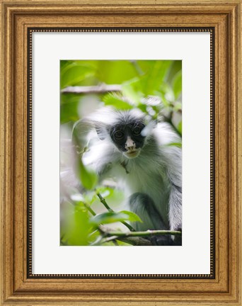Framed Juvenile Kirk&#39;s Red Colobus Monkey, Jozani Forest, Chwaka Bay National Park, Zanzibar, Tanzania Print