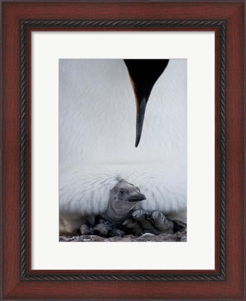 Framed King Penguin Chick Resting in Mother&#39;s Brood Pouch, Right Whale Bay, South Georgia Island, Antarctica Print