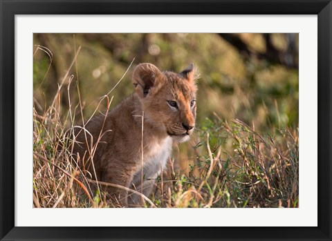 Framed Lion cub, Masai Mara National Reserve, Kenya Print