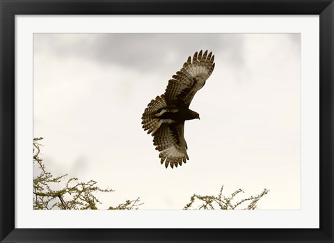 Framed Long Crested Eagle, Meru National Park, Kenya Print