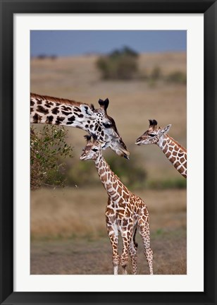 Framed Maasai Giraffe, Masai Mara, Kenya Print