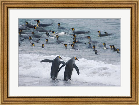 Framed King Penguin, Gold Harbor, South Georgia, Antarctica Print