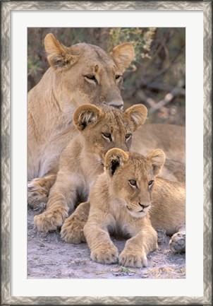 Framed Lioness and Cubs, Okavango Delta, Botswana Print