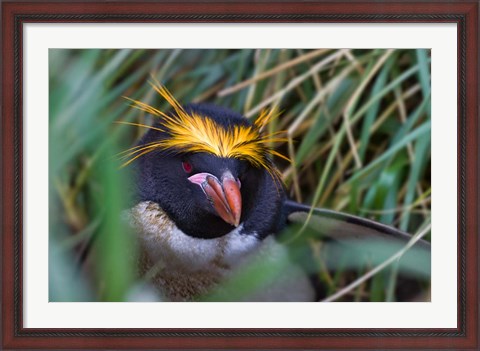 Framed Macaroni Penguin in the grass, Cooper Baby, South Georgia, Antarctica Print