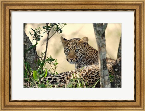 Framed Leopard resting beneath tree, Maasai Mara, Kenya Print