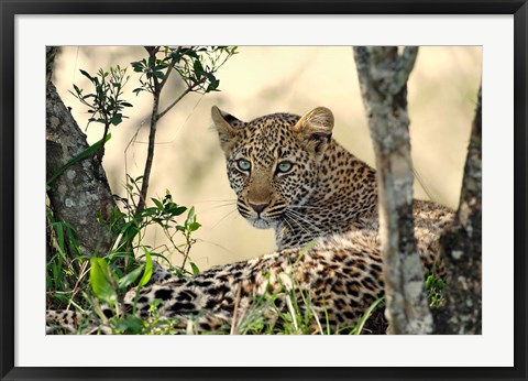 Framed Leopard resting beneath tree, Maasai Mara, Kenya Print