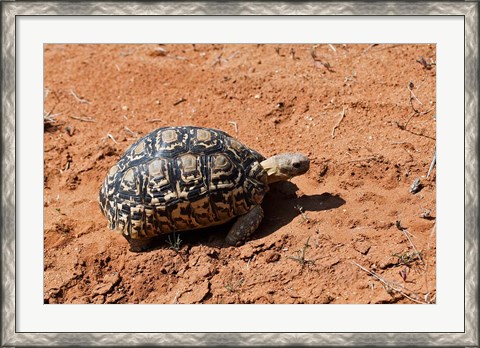 Framed Leopard Tortoise, Samburu National Game Reserve, Kenya Print