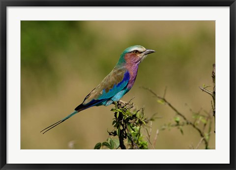 Framed Lilacbreasted Roller bird, Kenya Print