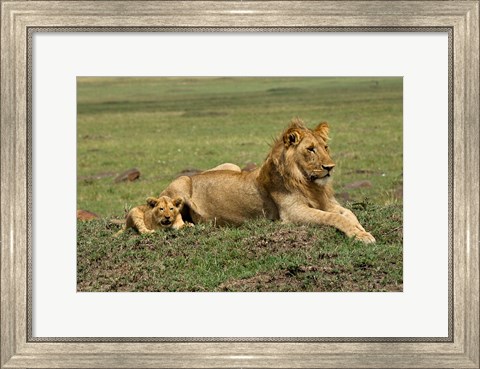 Framed Lion cub with male lion, Maasai Mara, Kenya Print