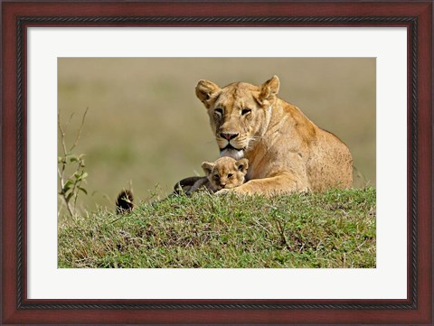 Framed Lioness and cub, Masai Mara Game Reserve, Kenya Print