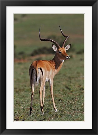 Framed Male Impala, Antelope, Maasai Mara, Kenya Print