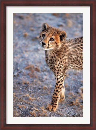 Framed Kenya, Cheetah in Amboseli National Park Print