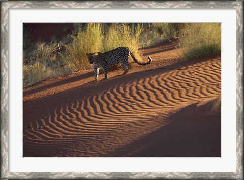 Framed Leopard on sand dunes, Namib-Naukluft Park, Namibia Print