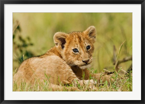 Framed Lion cub in the bush, Maasai Mara Wildlife Reserve, Kenya Print