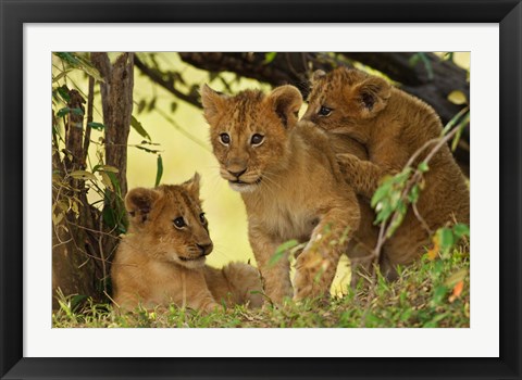 Framed Lion cubs in the bush, Maasai Mara Wildlife Reserve, Kenya Print