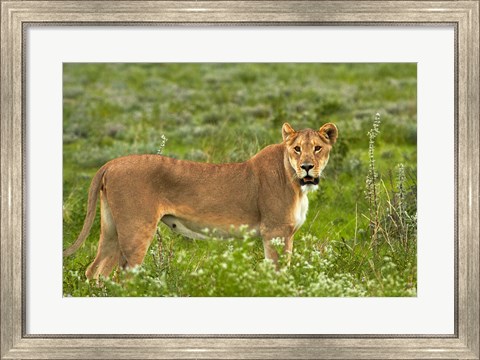 Framed Lioness, Etosha National Park, Namibia Print