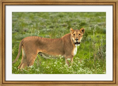 Framed Lioness, Etosha National Park, Namibia Print