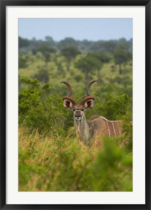 Framed Male greater kudu, Kruger National Park, South Africa Print