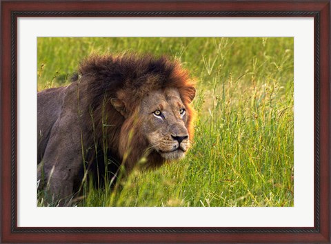 Framed Male Lion, South Africa Print
