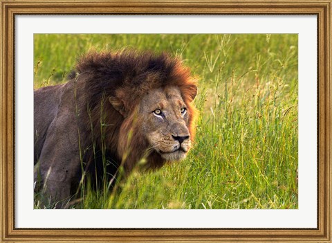 Framed Male Lion, South Africa Print