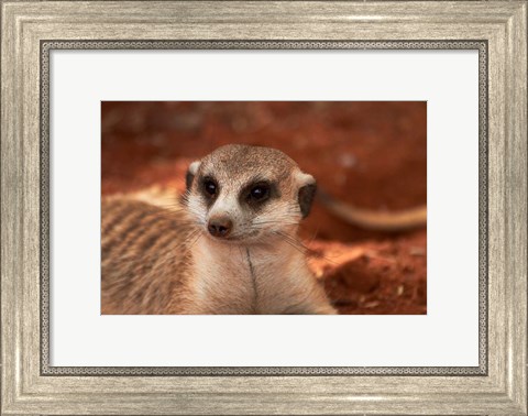 Framed Meerkat, Tiras Mountains, Southern Namibia Print