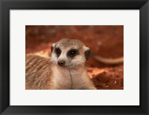 Framed Meerkat, Tiras Mountains, Southern Namibia Print