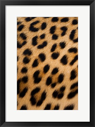 Framed Leopard, Okavango Delta, Botswana Print
