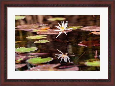 Framed Lily in bloom on the Du River, Monrovia, Liberia Print