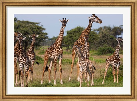 Framed Maasai giraffe, Serengeti NP, Tanzania. Print