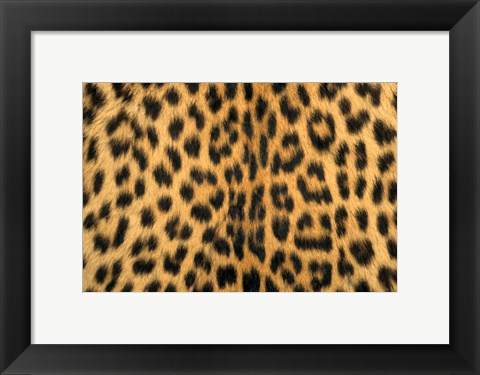 Framed Leopard, Masai Mara Reserve, Kenya Print