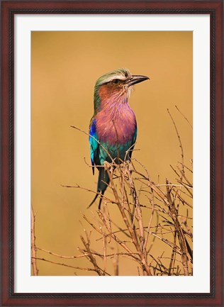 Framed Lilac-breasted Roller, Masai Mara Game Reserve, Kenya Print