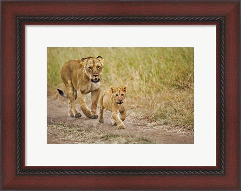 Framed Lioness with her cub in tire tracks, Masai Mara, Kenya Print