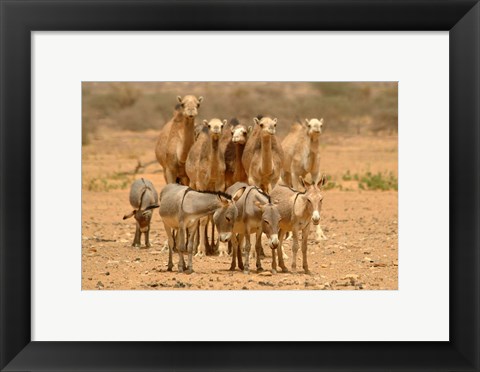 Framed Mauritania, Adrar, Camels and donkeys going to the well Print