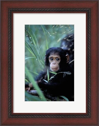 Framed Infant Chimpanzee, Tanzania Print