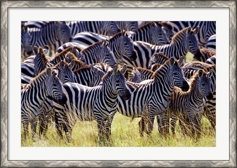 Framed Large herd of Burchell&#39;s Zebras, Masai Mara Game Reserve, Kenya Print