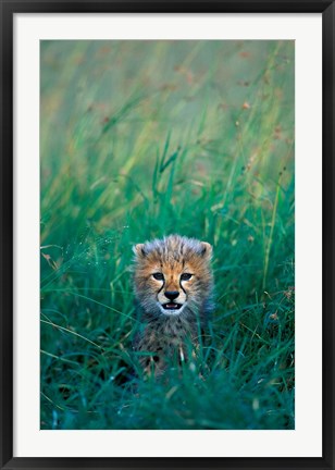 Framed Kenya, Masai Mara GR, Cheetah cub in tall grass Print