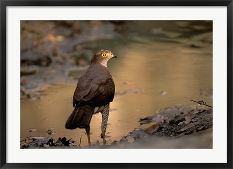 Framed Madagascar, Eastern dry forest. Henst&#39;s Goshawk bird Print