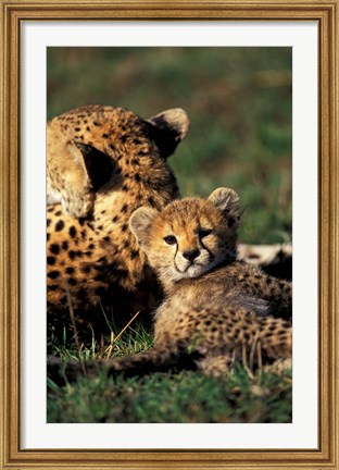Framed Kenya, Masai Mara Game Reserve. Cheetah cub Print