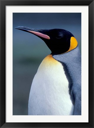 Framed King Penguin, South Georgia Island, Antarctica Print