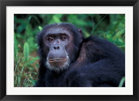 Framed Male Chimpanzee Relaxing, Gombe National Park, Tanzania Print