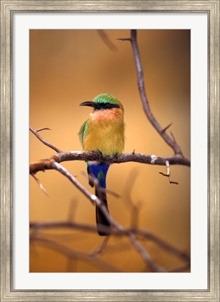 Framed Kenya. Red-throated bee eater bird- Print
