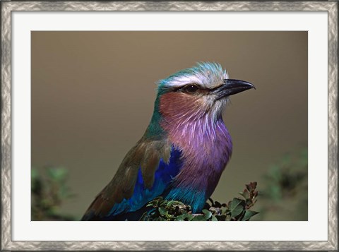 Framed Kenya, Masai Mara, Lilac-breasted Roller bird Print