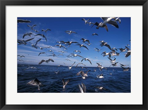 Framed Kelp Gulls, South Africa Print