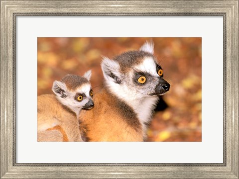 Framed Madagascar, Berenty Reserve, Ring-tailed lemur primates Print